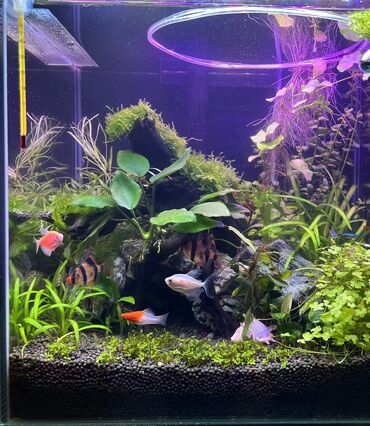 аквариум баку: Akvaryum - Uzunu 40, eni 30, hun 40 üst qapagi var. 6mm susheden