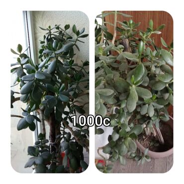 Садовые цветы и кустарники: Саженцы цветка — 24