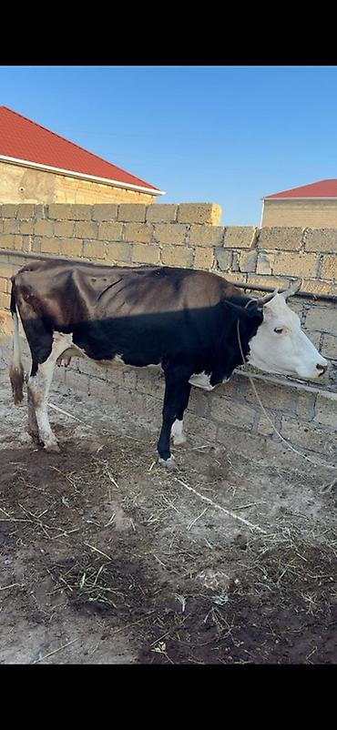 sud veren inek satilir: 3-cü balanı dekabrda doğacaq. 6 ayı tamamdır. Simmentalla ivanofka — 2