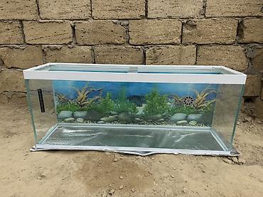 akvarium işığı: Şüşə akvarium – geniş ölçülü, dekorativ fonlu Uzunluq - 110 Eni - 28.5 — 5