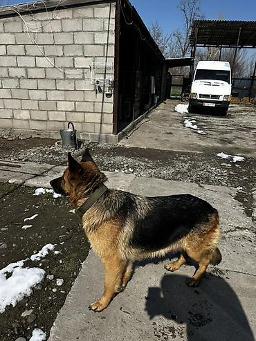 Продажа собак: Немецкая овчарка, классический черно‑рыжий окрас. Плотный подшерсток — 5