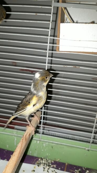 чау чау цена в баку: Cavan saxlam bulbul cutluyu xaki renqinde wekilde yaxwi duwmuyub