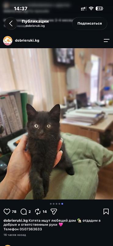 бекер мышыктар: Котята ищут любящий дом 🏡 родились у нас на работе, кушают все и корм — 4