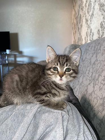 котята шотландцы купить: 1 месяц, Девочка, Приучена к лотку — 3