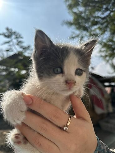 котята пародистые: Отдаются даром котята, возраст — 1,5 месяца. Описание: - Окрас — 7