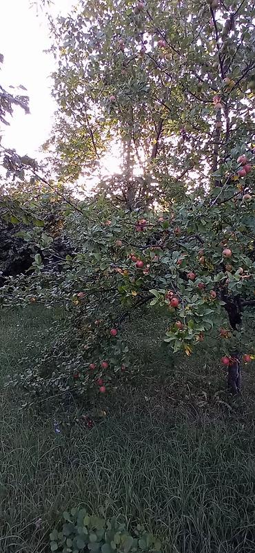 Torpaq sahələrinin satışı: 100 sot, Biznes üçün, Mülkiyyətçi, Kupça (Çıxarış), Müqavilə -da lalafo.az — 14 Torpaq sahələrinin satışı: 100 sot, Biznes üçün, Mülkiyyətçi, Kupça (Çıxarış), Müqavilə — 14