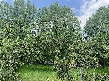 жаны уйлор: Срочно! Срочно! Продается Фазенда село Кара-Ой(Долинка) общая площадь — 8