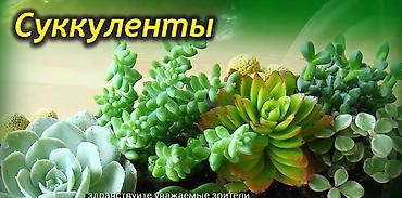 Кактустар: Композиция из суккулентов и кактусов в одном горшке. Цена горшка - 500 — 1