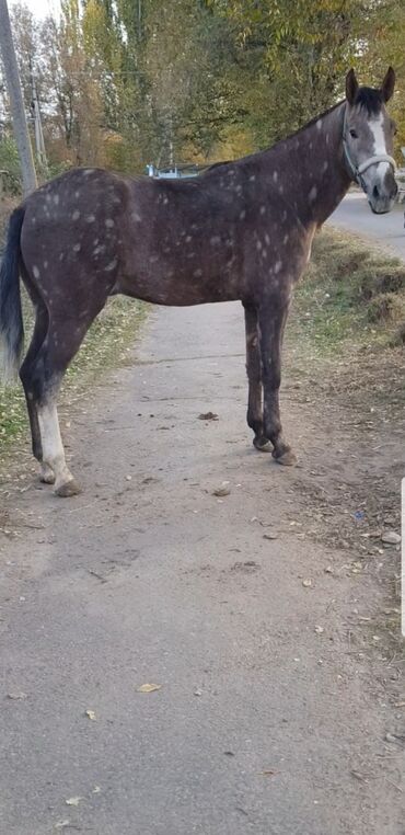 дом для собаки: Продаю | Жеребец | Полукровка | Конный спорт | Племенные