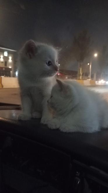 Белоснежные котята с короткой плюшевой шерстью и круглыми мордочками
