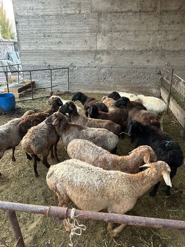 кошачий наполнитель бишкек: Продаю | Овца (самка) | Гиссарская, Полукровка, Долан | Для разведения | Осеменитель, Матка