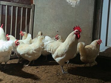 Toyuqlar: Toyuq, Australorp, Damazlıq, Ödənişli çatdırılma — 8