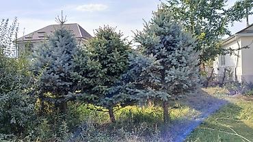 растение денежное дерево: Ели голубые (ели колючие, Picea pungens Glauca) — взрослые — 5