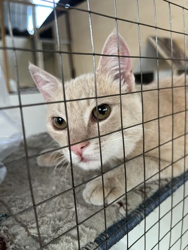 Отдам даром кошку: Кошка даром: Беспородная, 11 месяцев, Мальчик, Кастрирована, Приучена к лотку, Проглистована — 5