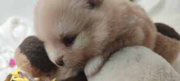 Psi: Oduševićemo vaša srca predivnim Pomerancima iz našeg pažljivo — 10