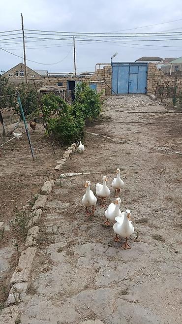 tap.az xacmaz heyvanlar: 3ayliq 20gunluk yerli kənd qazları.qiymət 30AZN.5 ədəd.Unvan Bakı — 2