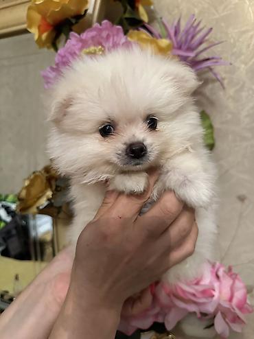 50 manata it: Pomeranian Spitz bala – ağ krem rəngli, super yumuşaq və sıx ikiqat — 2