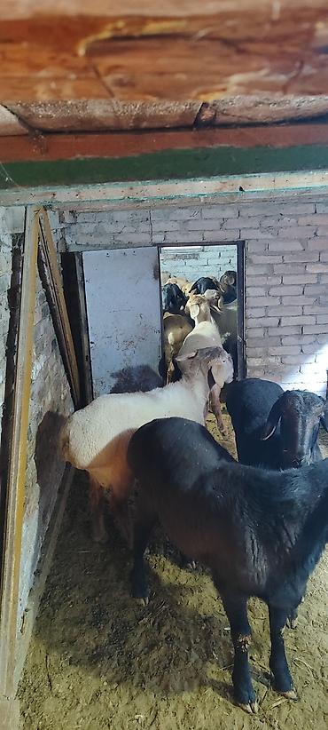 Баран, овца: Продаю | Баран (самец) | Гиссарская | На забой | Племенные — 5