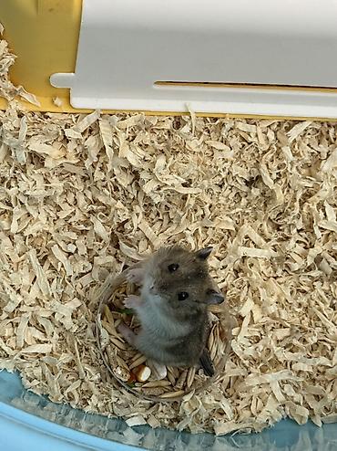 hamster al: Uşaqlara oyuncaq kimi verilməyəcək. Yalnız məsuliyyətli və heyvanlara — 5