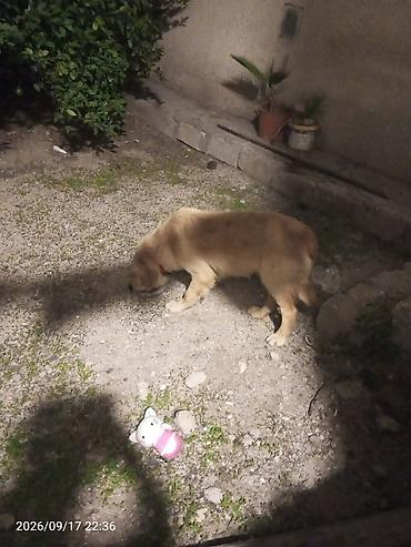 itlerin satişi: Retriever, 9 ay, Erkək, Ödənişli çatdırılma — 5