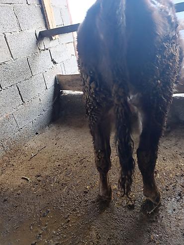 Коровы, быки: Продаю | Бык (самец) | Герефорд | На откорм | Привязанные — 34