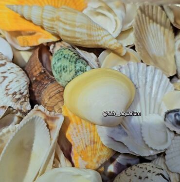 Аквариумы: Разные ракушки! Бишкек
от 50 и выше — 9