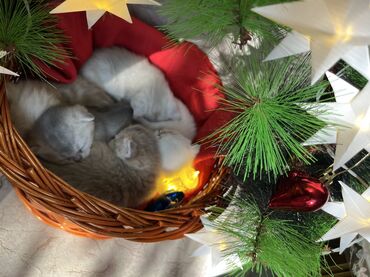 Pişiklər: Britan, Erkək, Dişi — 25