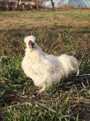 Куры, петухи: Продаю | Куры | Для разведения — 12