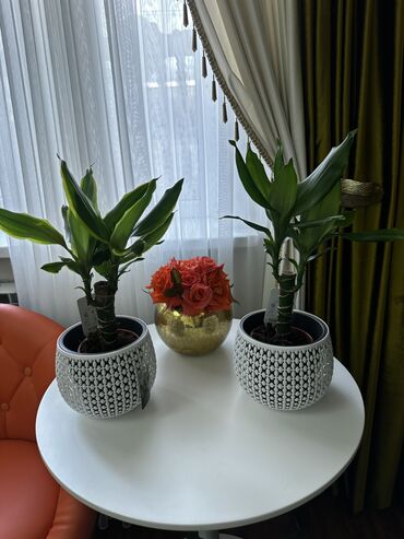 Другие комнатные растения: Продаю комнатные цветы! Зелёные, красивые, ухоженные — выращены с — 5