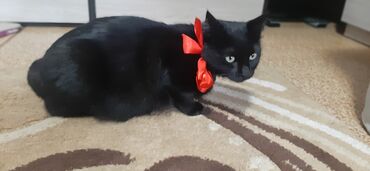 кот шатланский: Отдадим совершенно чёрную кошку. Стерилизованная, ласковая, любит