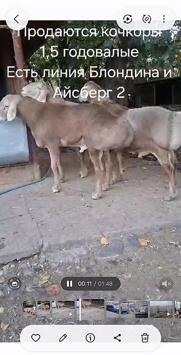 не пригодилось: Продаю | Баран (самец) | Арашан | Для разведения | Племенные — 3