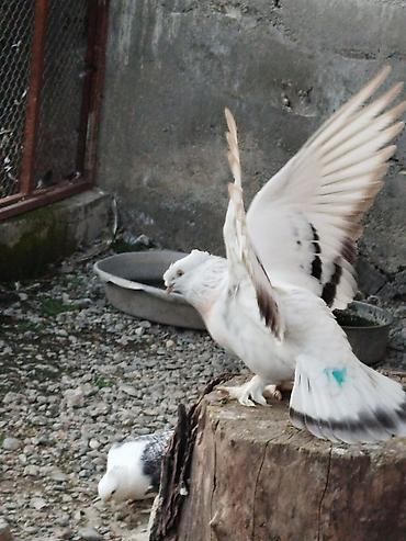 ördək balası və cücə: Qoşa kəkil kəvən taklalar cüt tay kəvən balalar 100 AZN.bos bekar — 5