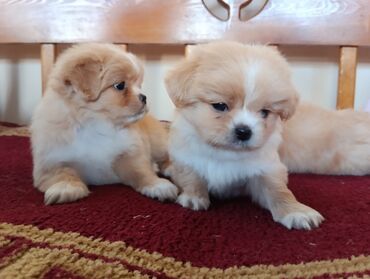 İtlər: Pekines — 11