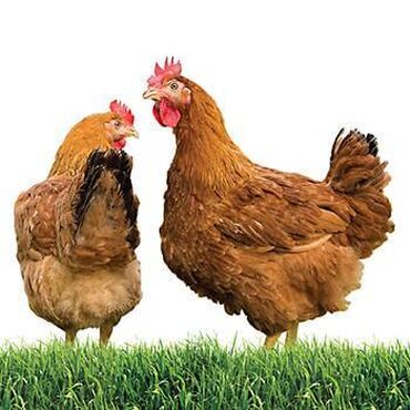 животные для дома: Продаю | Цыплята | Фокси Чик | Для разведения