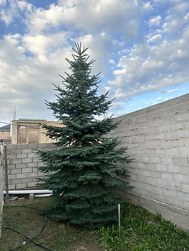Ель голубая (Picea pungens), взрослая, декоративная, с плотной