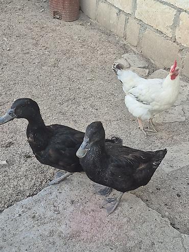 naxcivan heyvan elanlari: Muscovy ördəkləri (indoutka) – qarışıq rənglərdə sürü ( lal ve — 5