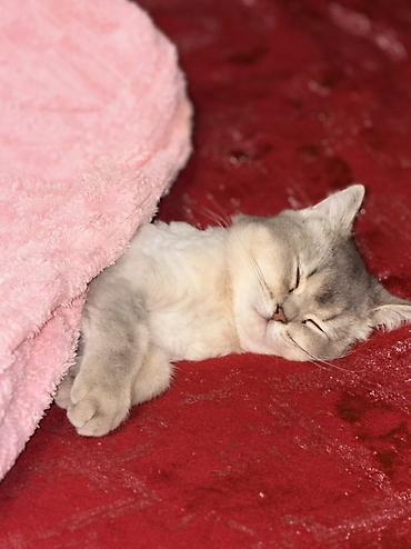 tüksüz pişik cinsi: Şinşilla, Dişi, Ünvandan götürmə — 3