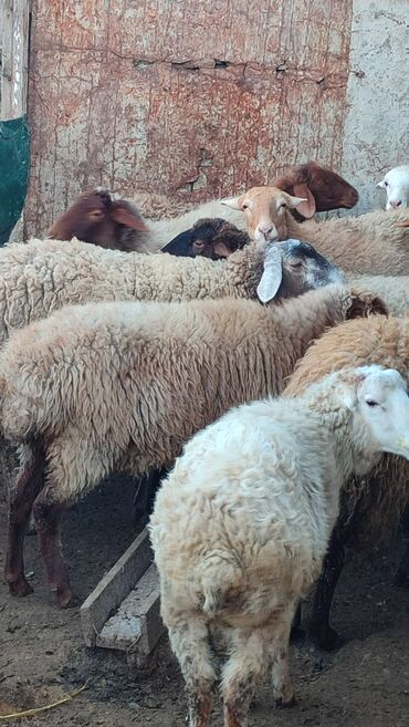 Qoyunlar, qoçlar: Sağlam cavan heyvanlardi kom satılır Kurdexanidadi. Ümumi 12 Heyvandi — 1