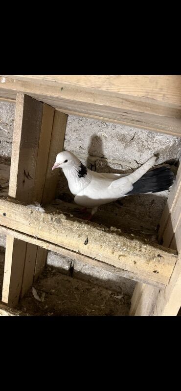 Göyərçinlər: Göy nişanlar ağlar 30dan coxdu balalarnan hamisi 10azn den abtavoy — 2