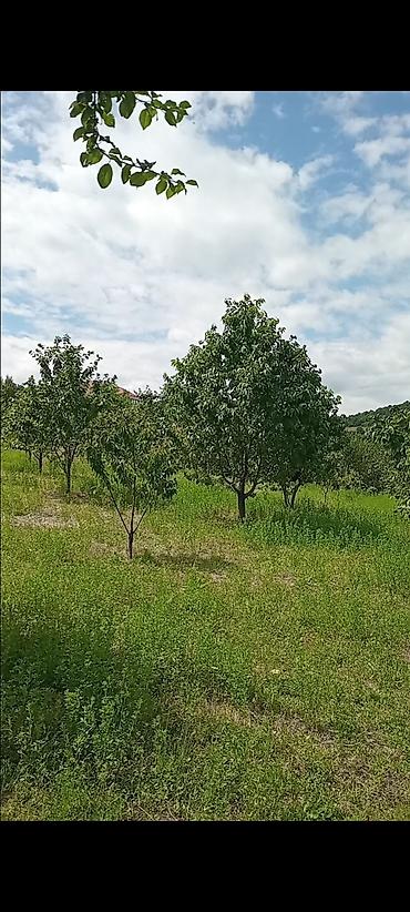 ev alqi satqi kiraye: 10 sot, Kənd təsərrüfatı, Mülkiyyətçi, Kupça (Çıxarış) — 10
