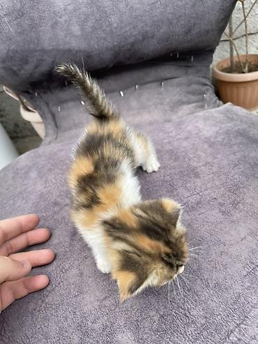 Продажа кошек: Котята - Описание: Милые домашние котята, короткошёрстные. На фото — — 9
