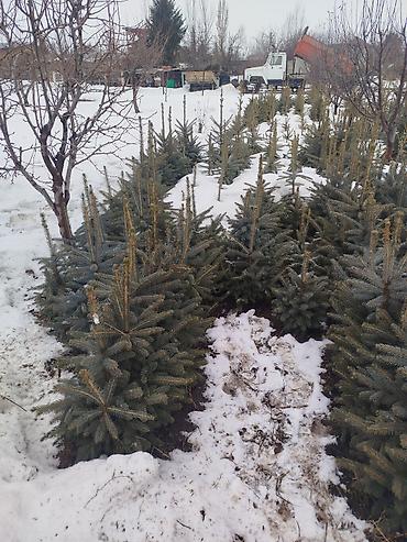 Ель: Ель голубая (Picea pungens, Blue Spruce) — саженцы из питомника — 19