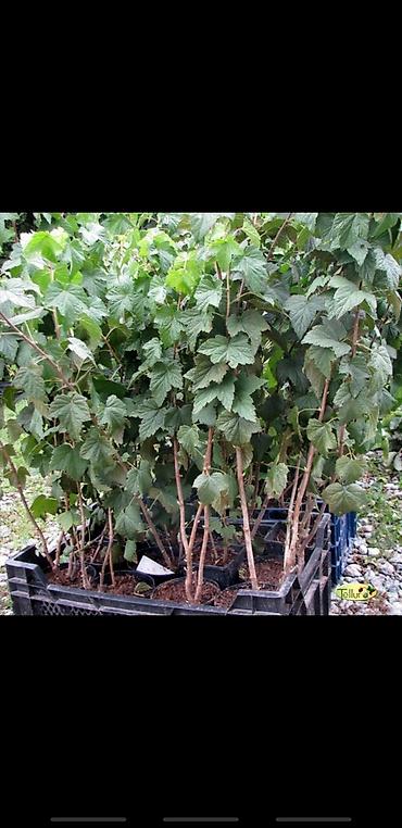 Другие декоративные деревья: Живые изгороди быстро растущие, растут до 4х метров. Сорт бархатный — 9