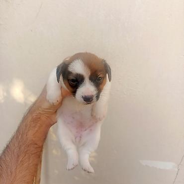 pekines it satisi: Cek rassel teryer, 1 ay, Erkək, Peyvəndli — 2