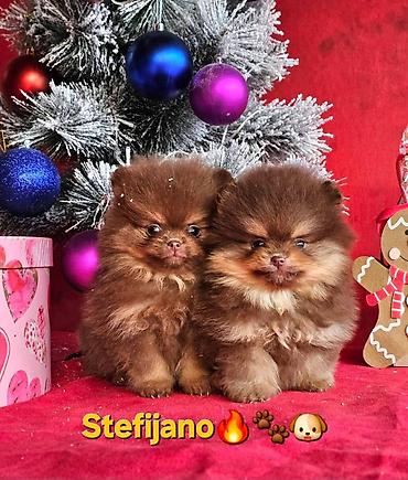 Psi: Pomeranac Boo. NOVO! Ekskluzivni dugo ocekivani stenci pomeranca u — 9