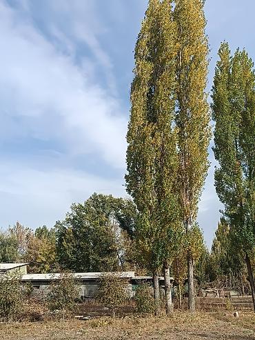 продам кукурузу: Продаю тополя — 1