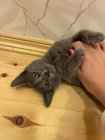 scottish pişik: Britan, Dişi, Yaxşı əllərə, Ünvandan götürmə