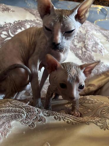 кошки сфинксы: Сфинкс, 1 месяц, Девочка — 2