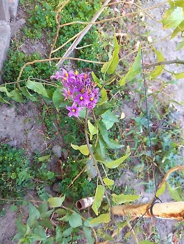 Сирень: Продаю саженцы. Сажать и пересаживать нижеперечисленное нужно весной — 10