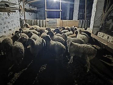 Quzular satilir 3 aydan artiqdir bordaqdadir hamisi erkəkdir çəkiləri lalafo.az -da Quzular satilir 3 aydan artiqdir bordaqdadir hamisi erkəkdir çəkiləri